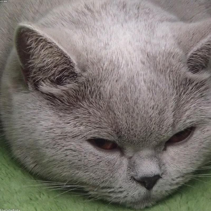 Original — British Shorthair
