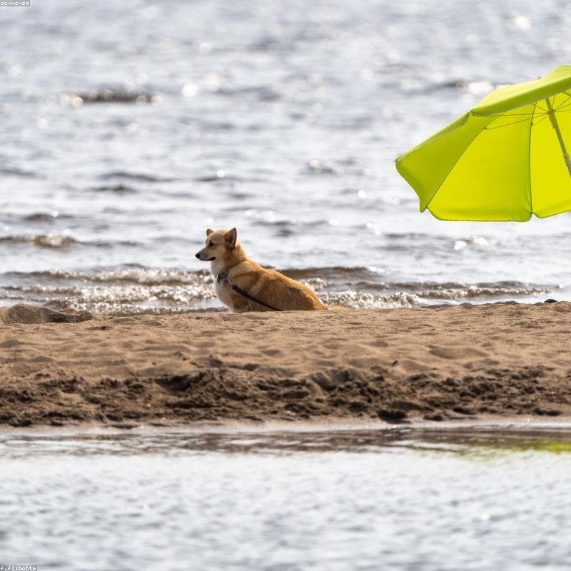 Original — Corgi