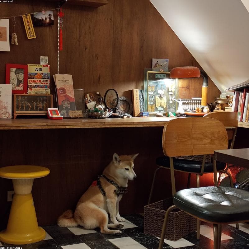 Original — Shiba Inu