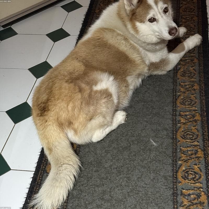 Original Husky photo
