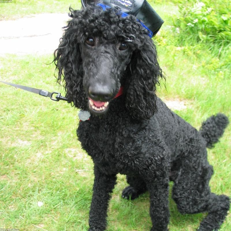 Original Poodle photo