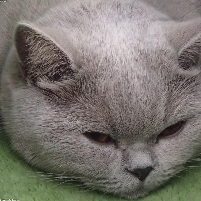 Original British Shorthair photo