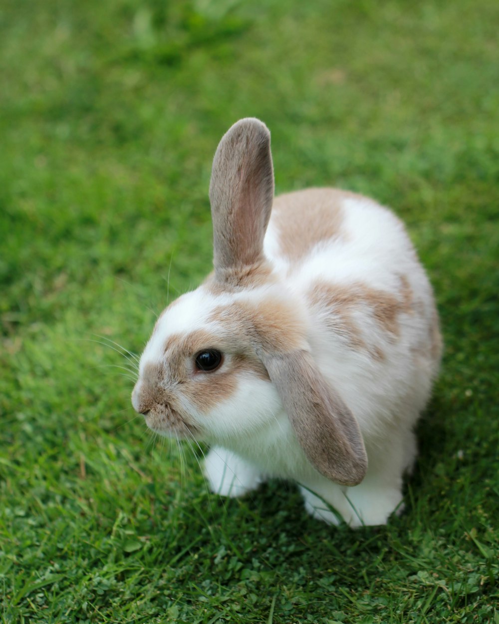 Original Lop Rabbit photo