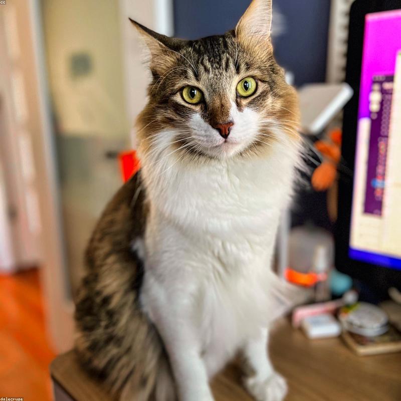 Original Maine Coon photo
