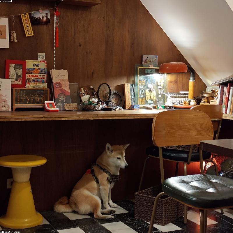 Original Shiba Inu photo
