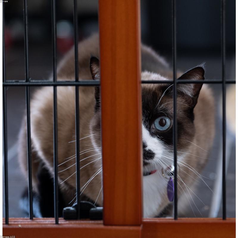 Original Siamese photo